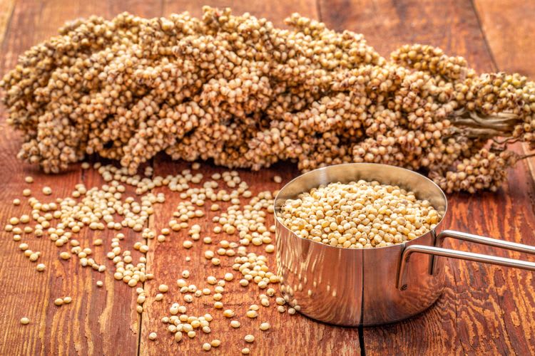 Pakan fermentasi menggunakan Sorgum